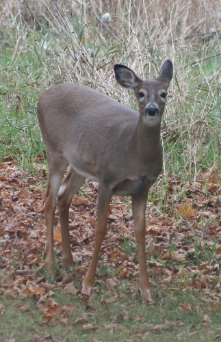 deer2