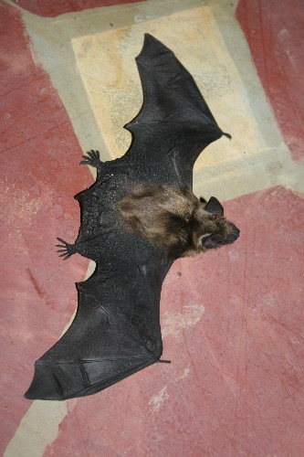 bat4